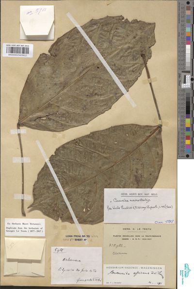 Aubletiana leptostachys (Breteler) J.Murillo — No identificado