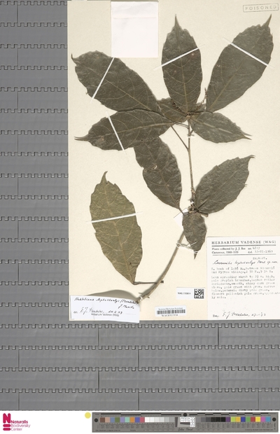 Aubletiana leptostachys (Breteler) J.Murillo — No identificado