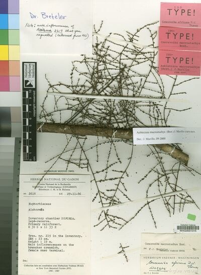 Espécimen de herbario de Aubletiana macrostachys (Breteler) J.Murillo — No identificado
