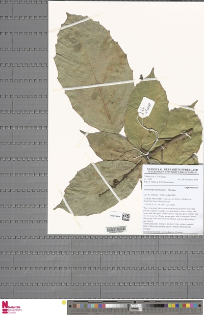 Aubletiana macrostachys (Breteler) J.Murillo — No identificado