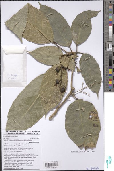 Aubletiana macrostachys (Breteler) J.Murillo — No identificado