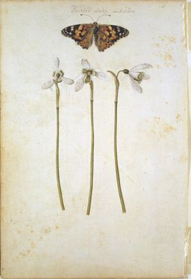 Mariposa "Painted Lady" y tres flores de campanilla — Jacques Le Moyne de Morgues