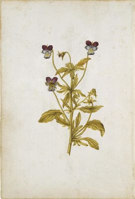 Wild pansy (heartsease)