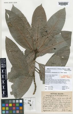 Planta seca de Psychotria rotumaensis — John White