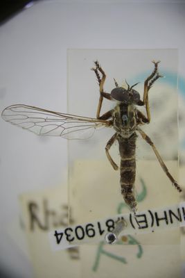 Insecto preservado en ámbar — John White