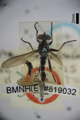 Insecto preservado en ámbar con etiqueta de identificación — John White