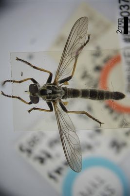 Mosca de la familia Asilidae montada en un portaobjetos — John White
