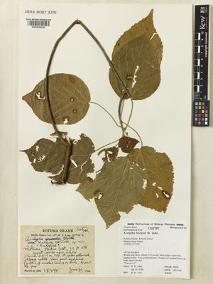Planta seca de Acalypha karposi — John White