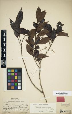 Planta de Melicia microneura — John White