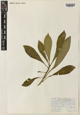 Planta seca de Cyrtandra magistralis — John White