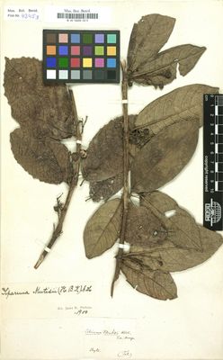 Citrosma oblongifolia ruiz — Viajeros naturalistas