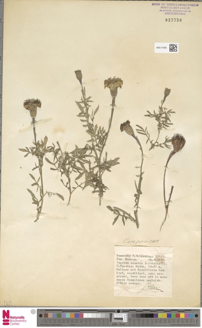 Tagetes erecta L.
