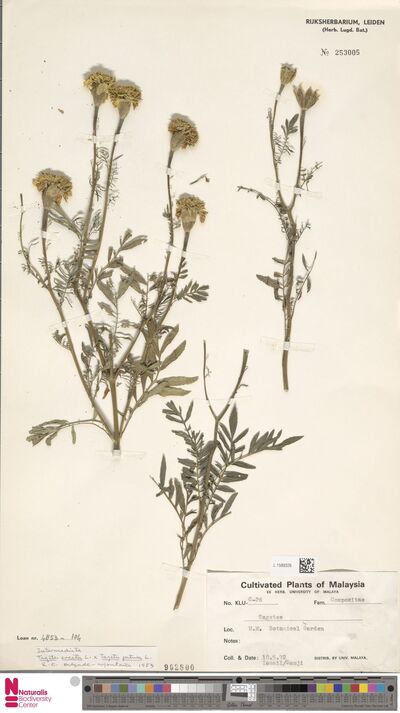 Tagetes erecta L.