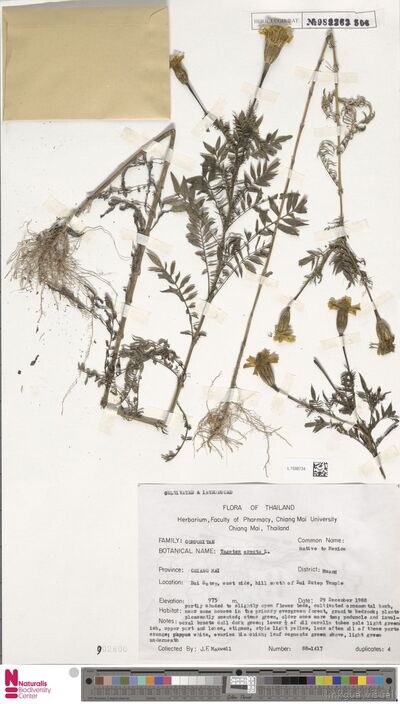 Tagetes erecta L.