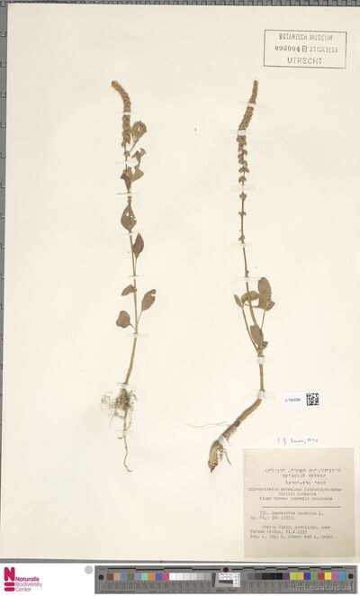 Amaranthus caudatus L.