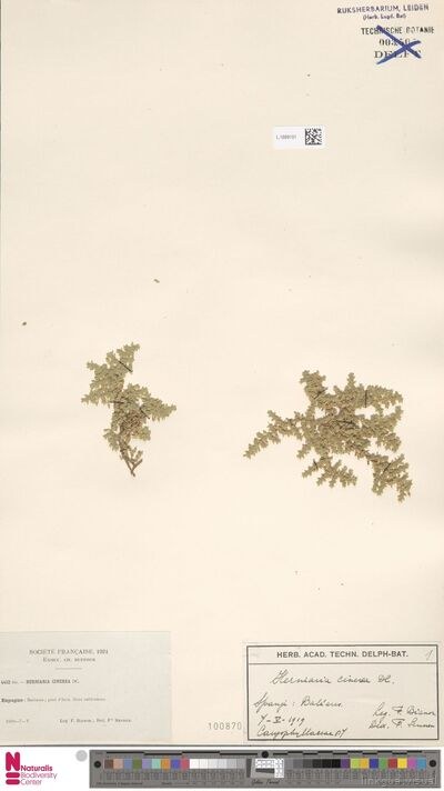 Herniaria cinerea DC.