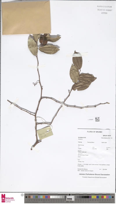 Ziziphus