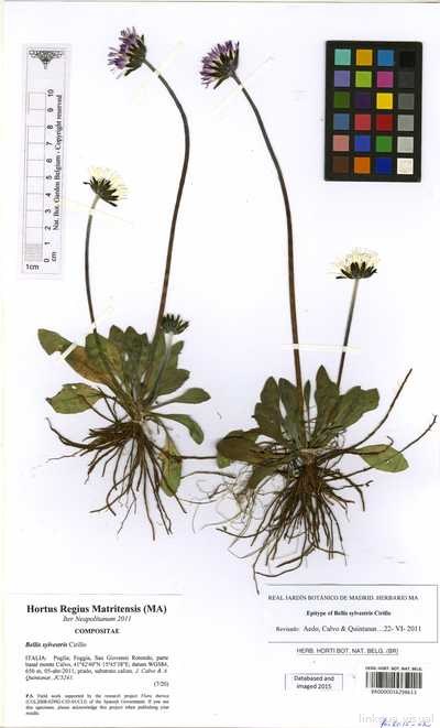 Bellis sylvestris Cirillo