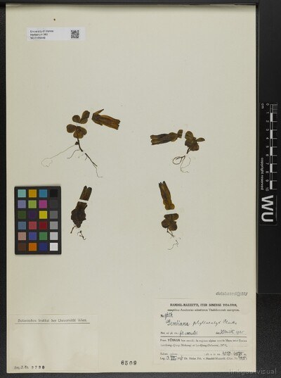 Gentiana phyllocalyx C. B. Clarke