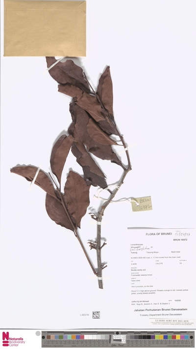 Dendrophthoe