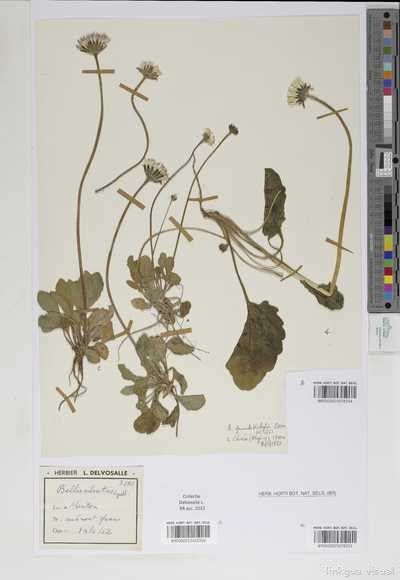 Bellis sylvestris Cirillo