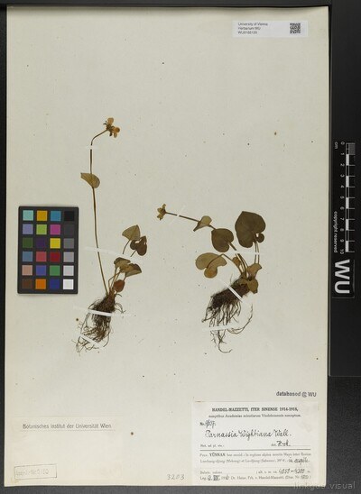 Parnassia wightiana Wall. ex Wight & Arn.
