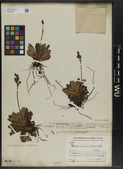 Primula limbata Balf.f. & Forrest