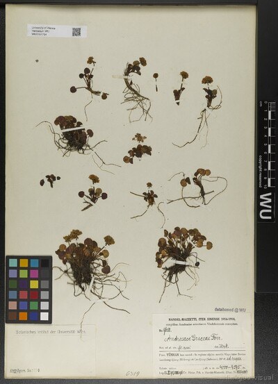 Androsace graceae Forrest ex W. W. Sm.