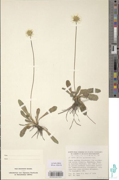 Bellis sylvestris Cirillo