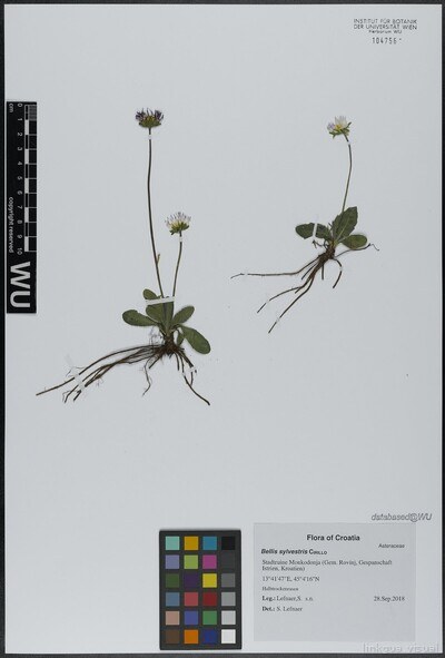 Bellis sylvestris Cirillo
