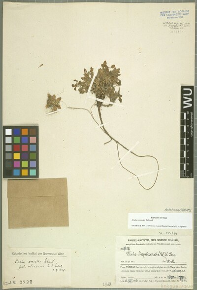 Draba oreades Schrenk
