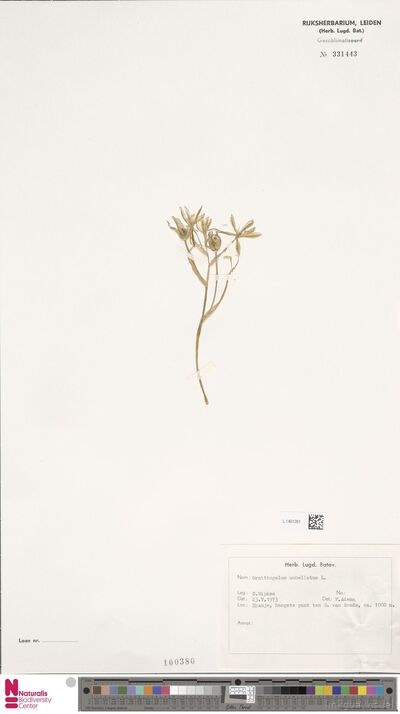 Ornithogalum umbellatum L.