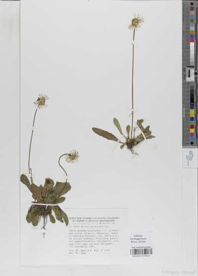 Bellis sylvestris Cirillo