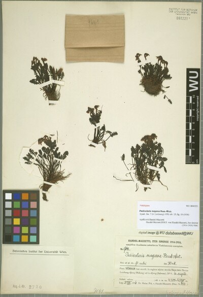 Pedicularis mayana Hand.-Mazz.