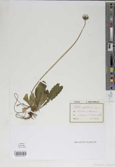 Bellis sylvestris Cirillo