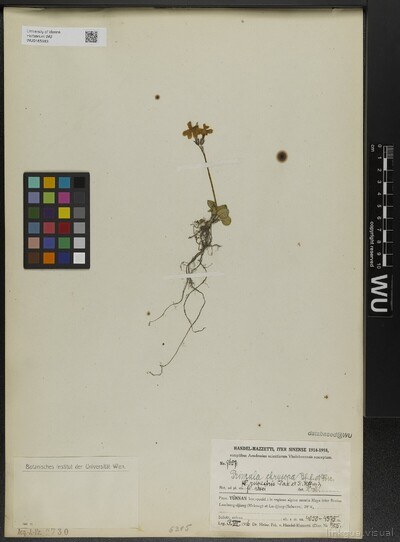 Primula chrysopa Balf.f. & Forrest