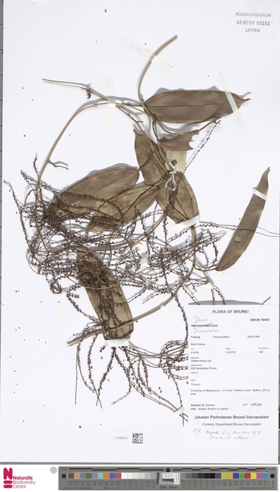 Dioscorea