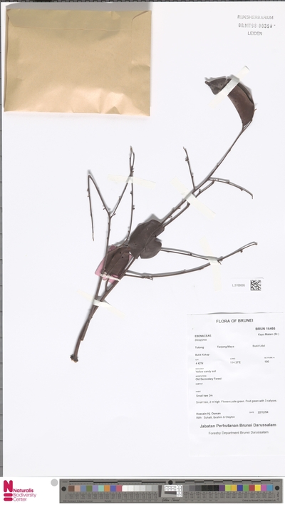 Diospyros
