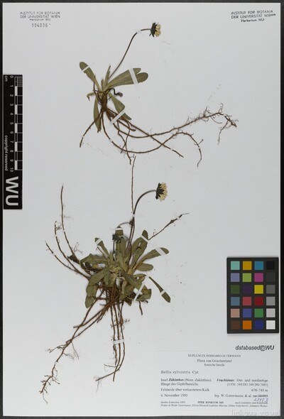 Bellis sylvestris Cirillo