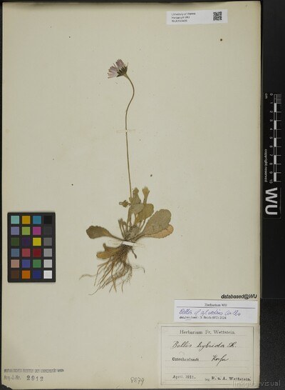 Bellis sylvestris Cirillo