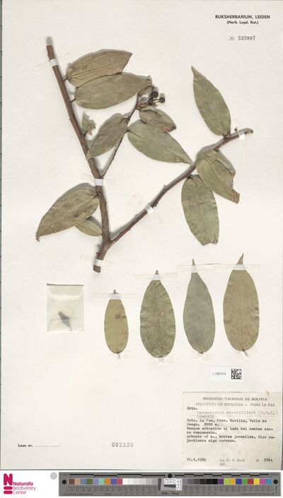 Cavendishia bracteata (Ruiz & Pav. Ex J.St.-Hil.) Hoerold