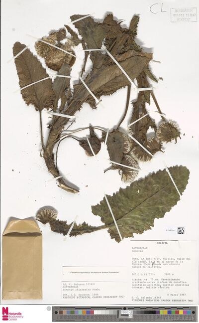 Senecio rhizomatus Rusby