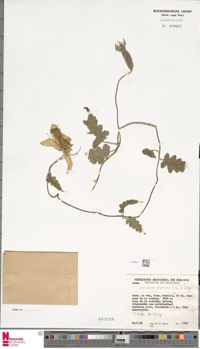 Caiophora contorta (Desr.) C.Presl