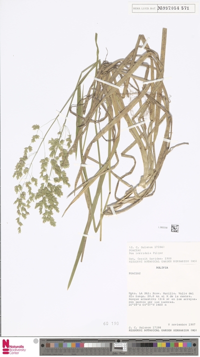 Poa horridula Pilg.
