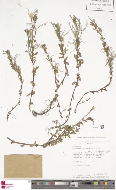 Epilobium denticulatum Ruiz & Pav.