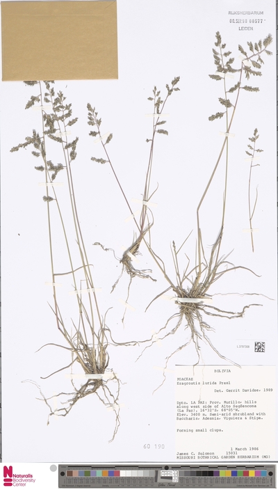 Eragrostis lurida J.Presl
