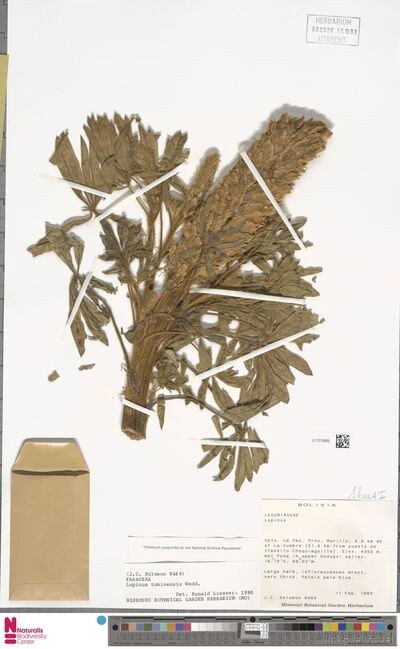 Lupinus tominensis Wedd.
