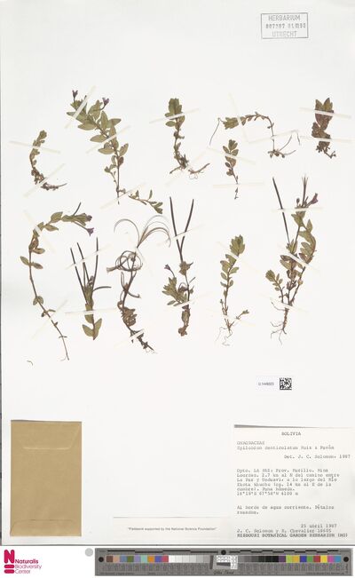 Epilobium denticulatum Ruiz & Pav.