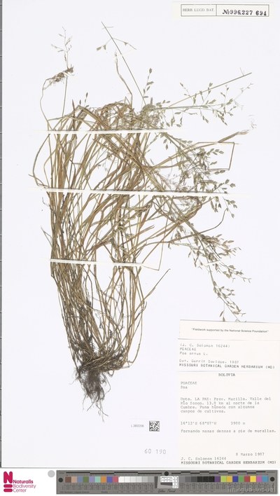 Poa annua L.