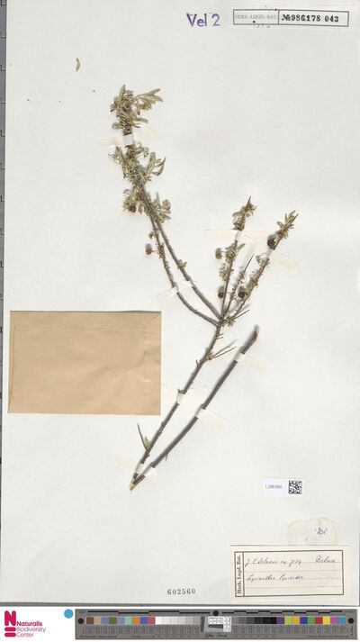 Lycianthes lycioides (L.) Hassl.